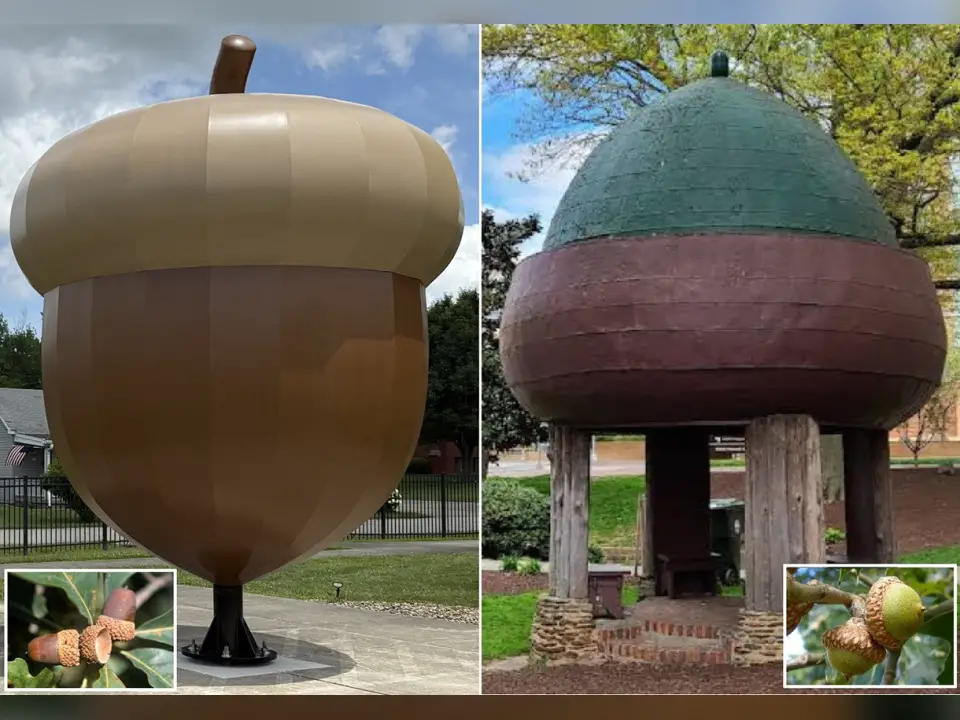 Acorns come in all shapes and sizes. LEFT: Pictured is “The World’s Largest Acorn” sculpture located in Oak Hill, Ohio. The sculpture appears to be modeled after the acorn that comes from the native White Oak tree that populates the area. (Telegram Photo by Jeremiah Shaver.) RIGHT: Pictured is “The World’s Largest Acorn” gazebo in Silver Spring, Maryland. The gazebo appears to be modeled after the acorn that comes from the Southern Red Oak tree found in Maryland.  (Photo Courtesy of Google Maps.)