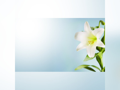 Robert Matthews “Bob” Dixon